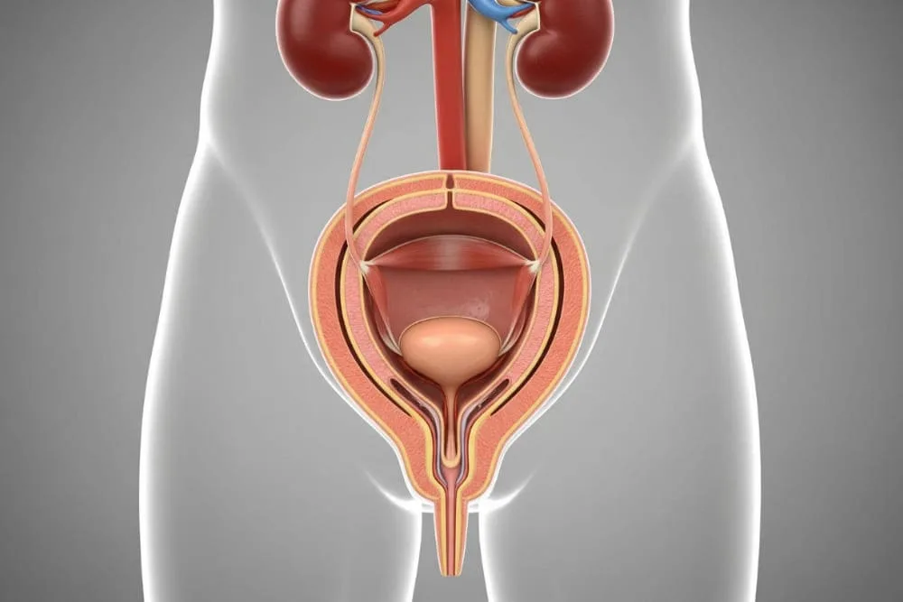 ¿Qué especialista trata la glomerulonefritis?